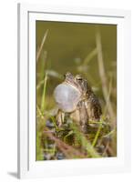 Fowler Frog-Gary Carter-Framed Photographic Print