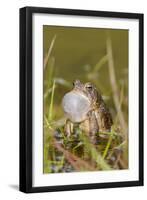 Fowler Frog-Gary Carter-Framed Photographic Print