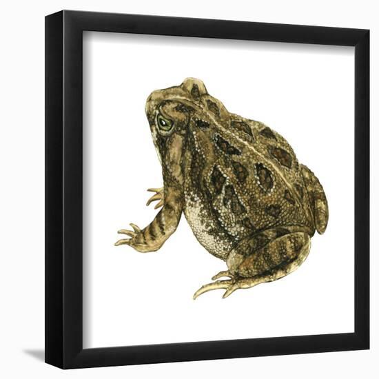 Fowler's Toad (Bufo Fowleri), Amphibians-Encyclopaedia Britannica-Framed Poster