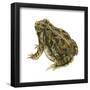 Fowler's Toad (Bufo Fowleri), Amphibians-Encyclopaedia Britannica-Framed Poster