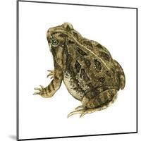 Fowler's Toad (Bufo Fowleri), Amphibians-Encyclopaedia Britannica-Mounted Poster