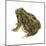 Fowler's Toad (Bufo Fowleri), Amphibians-Encyclopaedia Britannica-Mounted Poster