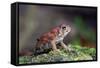 Fowler's Toad-Gary Carter-Framed Stretched Canvas