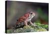 Fowler's Toad-Gary Carter-Stretched Canvas