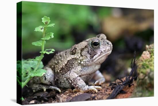 Fowler's Toad-Gary Carter-Stretched Canvas