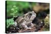 Fowler's Toad-Gary Carter-Stretched Canvas