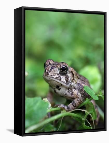 Fowler's Toad-Gary Carter-Framed Stretched Canvas