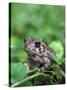 Fowler's Toad-Gary Carter-Stretched Canvas