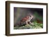 Fowler's Toad-Gary Carter-Framed Photographic Print