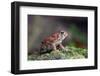 Fowler's Toad-Gary Carter-Framed Photographic Print