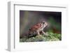 Fowler's Toad-Gary Carter-Framed Photographic Print