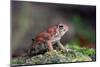 Fowler's Toad-Gary Carter-Mounted Photographic Print
