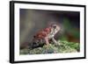 Fowler's Toad-Gary Carter-Framed Photographic Print