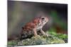 Fowler's Toad-Gary Carter-Mounted Photographic Print