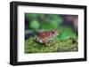 Fowler's Toad-Gary Carter-Framed Photographic Print