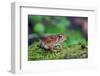 Fowler's Toad-Gary Carter-Framed Photographic Print