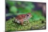 Fowler's Toad-Gary Carter-Mounted Photographic Print