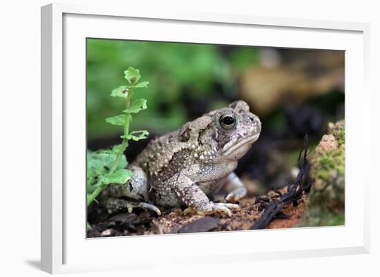 Fowler's Toad-Gary Carter-Framed Photographic Print