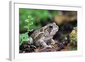 Fowler's Toad-Gary Carter-Framed Photographic Print