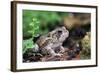 Fowler's Toad-Gary Carter-Framed Photographic Print