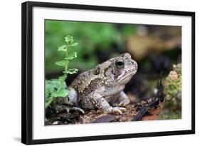 Fowler's Toad-Gary Carter-Framed Photographic Print