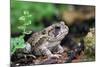 Fowler's Toad-Gary Carter-Mounted Photographic Print