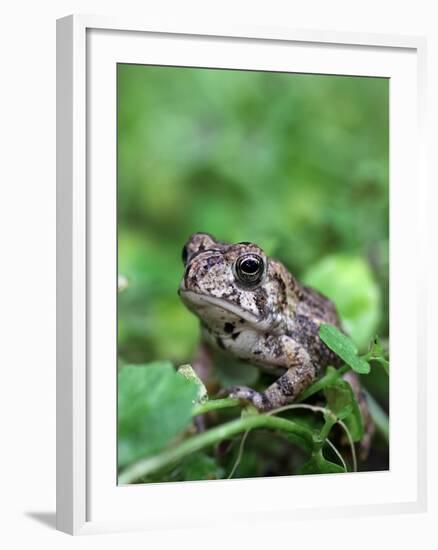 Fowler's Toad-Gary Carter-Framed Photographic Print