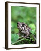 Fowler's Toad-Gary Carter-Framed Photographic Print