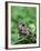 Fowler's Toad-Gary Carter-Framed Photographic Print