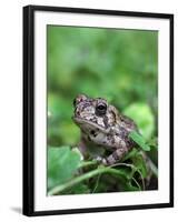 Fowler's Toad-Gary Carter-Framed Photographic Print