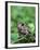 Fowler's Toad-Gary Carter-Framed Photographic Print