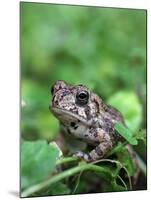 Fowler's Toad-Gary Carter-Mounted Photographic Print