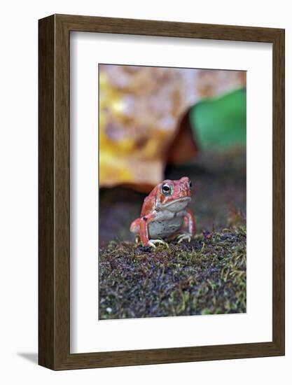 Fowler's Toad-Gary Carter-Framed Photographic Print