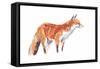 Fox, 2021 (crayon and watercolour on paper)-David Mayer-Framed Stretched Canvas