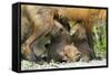 Fox and Cubs-null-Framed Stretched Canvas