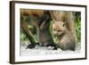 Fox and Cubs-null-Framed Photographic Print