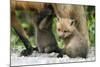 Fox and Cubs-null-Mounted Photographic Print