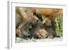 Fox and Cubs-null-Framed Photographic Print