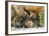 Fox and Cubs-null-Framed Photographic Print