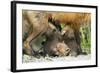 Fox and Cubs-null-Framed Photographic Print