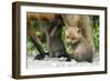 Fox and Cubs-null-Framed Photographic Print