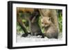 Fox and Cubs-null-Framed Photographic Print