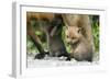 Fox and Cubs-null-Framed Photographic Print