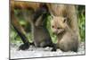 Fox and Cubs-null-Mounted Photographic Print