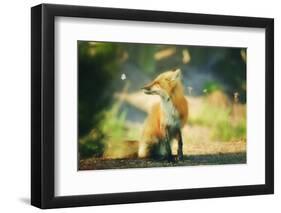 Fox and Friend-Carrie Ann Grippo-Pike-Framed Photographic Print