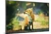 Fox and Friend-Carrie Ann Grippo-Pike-Mounted Photographic Print