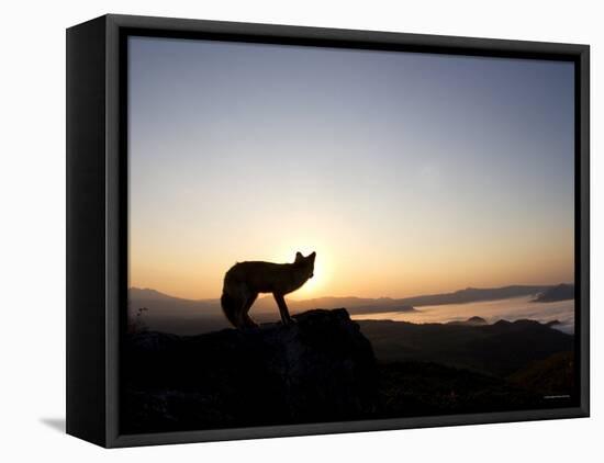 Fox and Sunrise-null-Framed Stretched Canvas