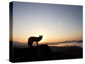 Fox and Sunrise-null-Stretched Canvas