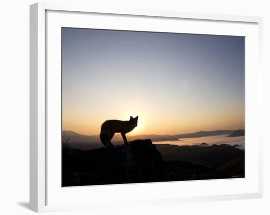 Fox and Sunrise-null-Framed Photographic Print