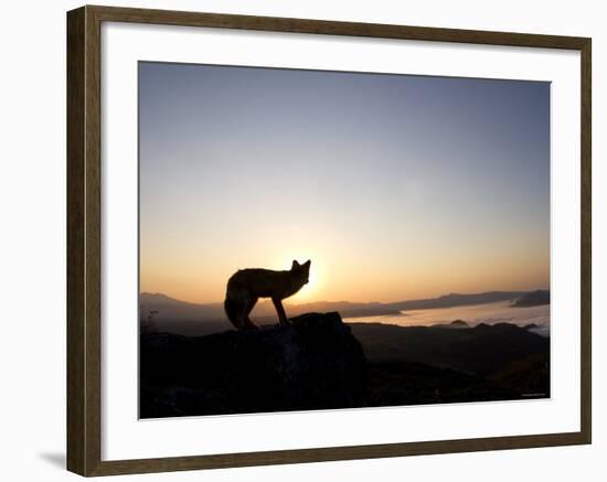 Fox and Sunrise-null-Framed Photographic Print